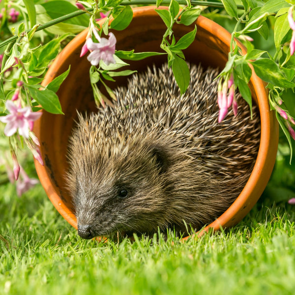 Preserving Hedgehogs and Wildlife in Our Gardens