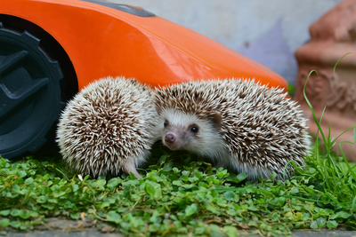 Proteggere i ricci e la fauna dai robot tagliaerba: cosa sapere e come agire